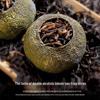 Junzhou Xinhui Small Green Tangerine Pu'er Ripe Tea (2x250g Cans)