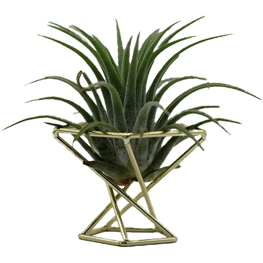T02C!15 Pcs Geometric Air Plant Holder Airplants Rack Metal Plants Stand Planter Shelves Himmeli Decor Tillandsia Containers