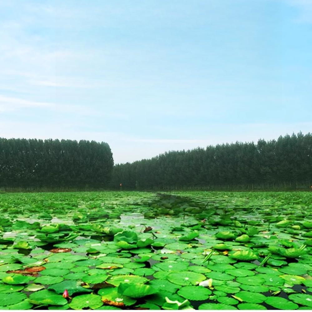 Lotus Heart Tea Canned and Bagged, Selected from Jiangxi Lotus Core 60g