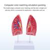 Anatomical Human Lung Model with Removable Parts Lung Anatomy Model Normal Lung Anatomy Model for Teaching Demonstration