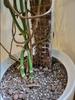 EOX 60CM Plant Support: Moss Pole Climbing Vine Bracket for Potted Plants