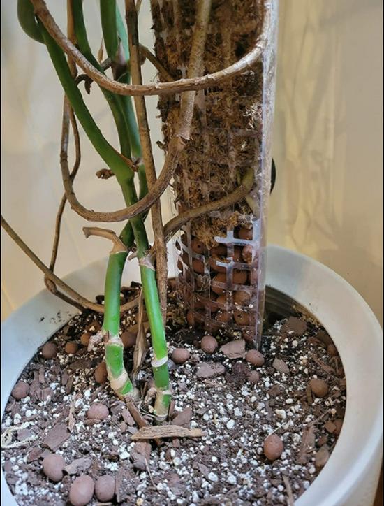 EOX 60CM Plant Support: Moss Pole Climbing Vine Bracket for Potted Plants