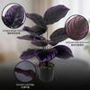 Violet Indoor And Outdoor Plant Landscaping Decoration