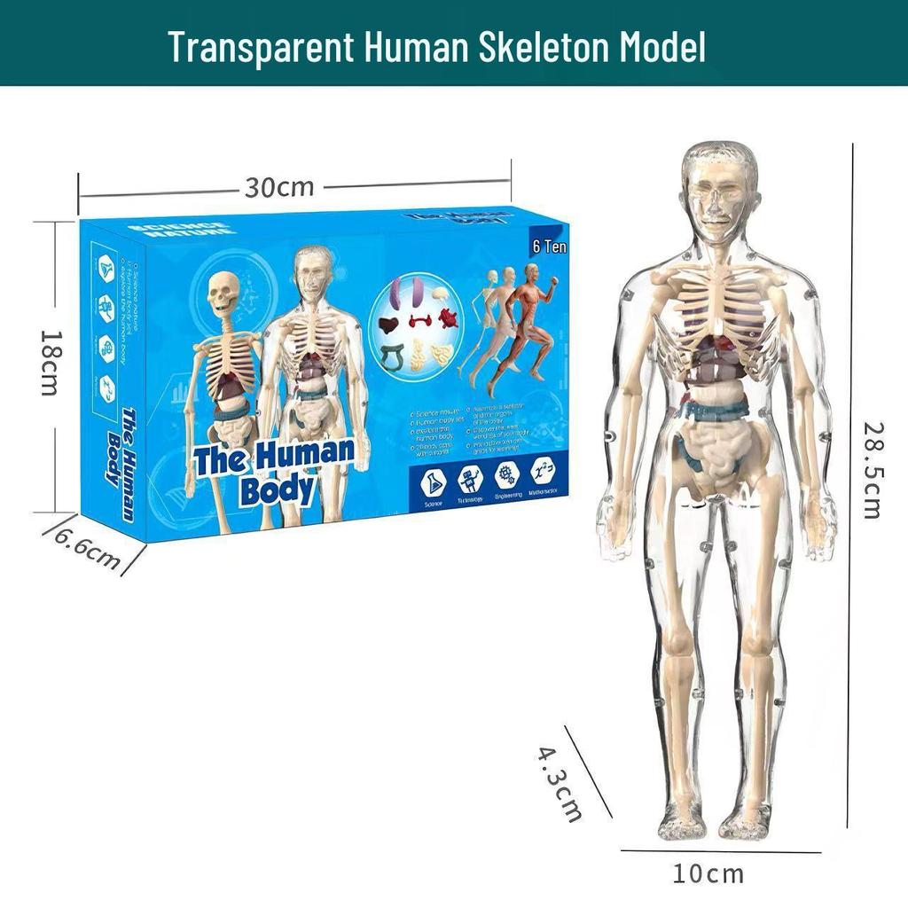 STEM Educational Human Skeleton Model for Kids: Cognitive Science & Organ Assembly Toy