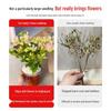 Large Bougainvillea Climbing Plant with Flowers - Indoor/Outdoor Greenery for Balcony and Courtyard