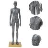 30cm Human Anatomical Model Female Musculoskeletal Structure Sculpture for Teaching