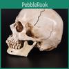 Accesorii de petrecere – Accesorii de Halloween