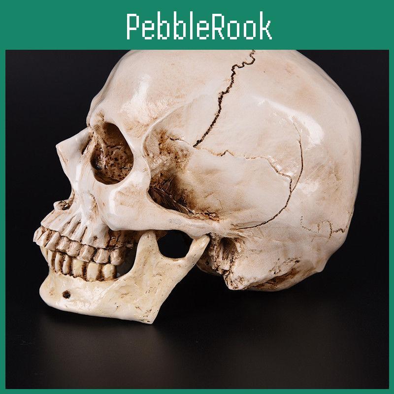 11 Realistlik Elusuuruses Inimese Anatoomia Valge Vaik Koopia Kolju Halloweeni Dekorp