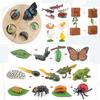 Life Cycle Board Montessori Kit Biology Science Education Toys For Kids Sensory Tray Animal Figure Life Cycle Sorting Wooden Toy