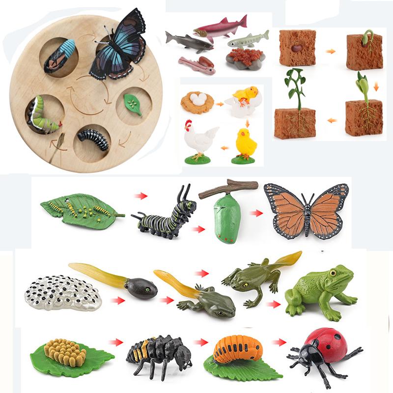 Life Cycle Board Montessori Kit Biology Science Education Toys For Kids Sensory Tray Animal Figure Life Cycle Sorting Wooden Toy
