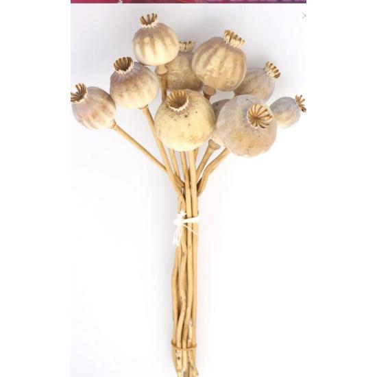 

Dried Flower Imported Papaver Grass Natural 35cm