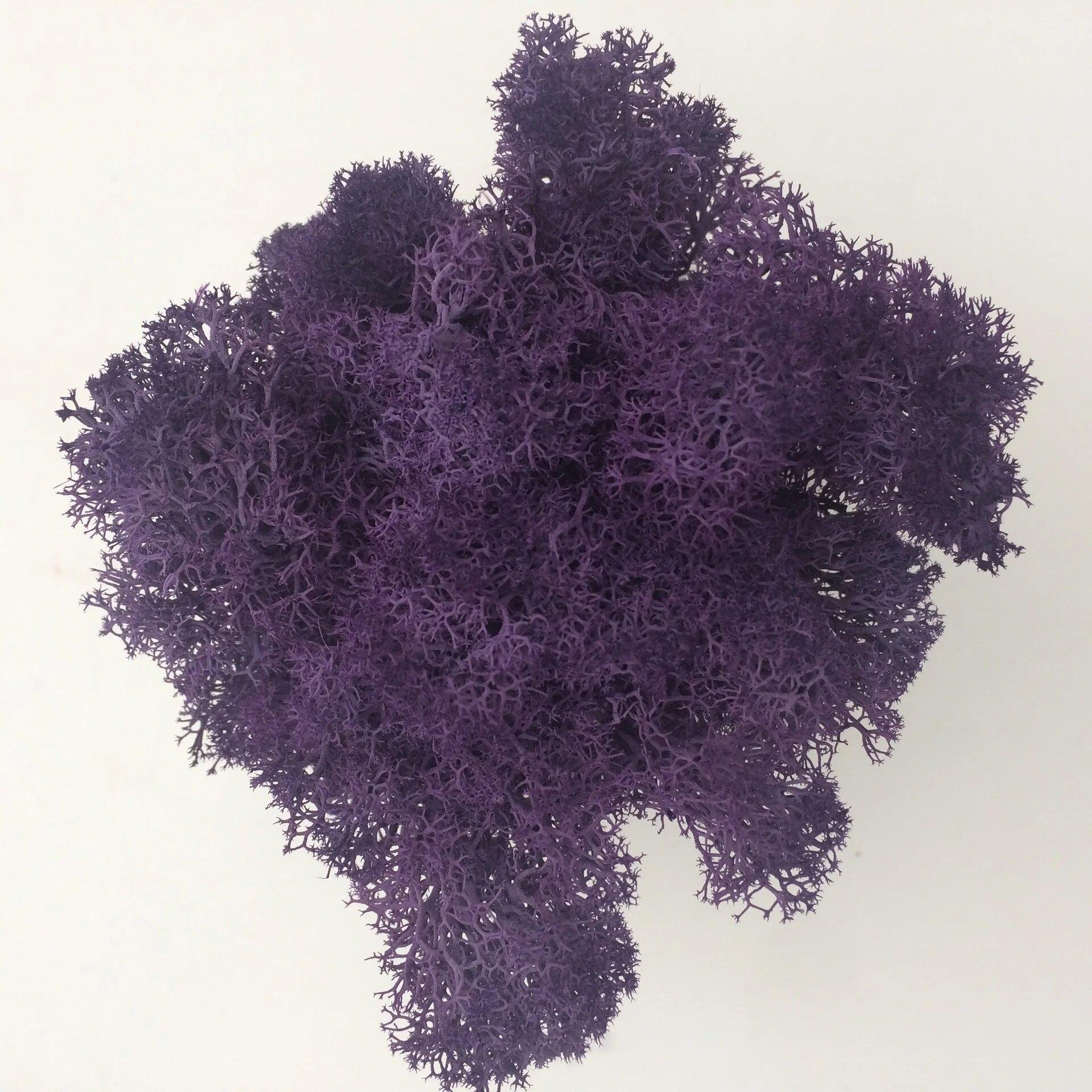 

Искусственные растения своими руками, консервированный мох, имитация поддельных растений, декор для сада, ландшафтный декор стен, украшения для дома, аксессуары, подарки 50g