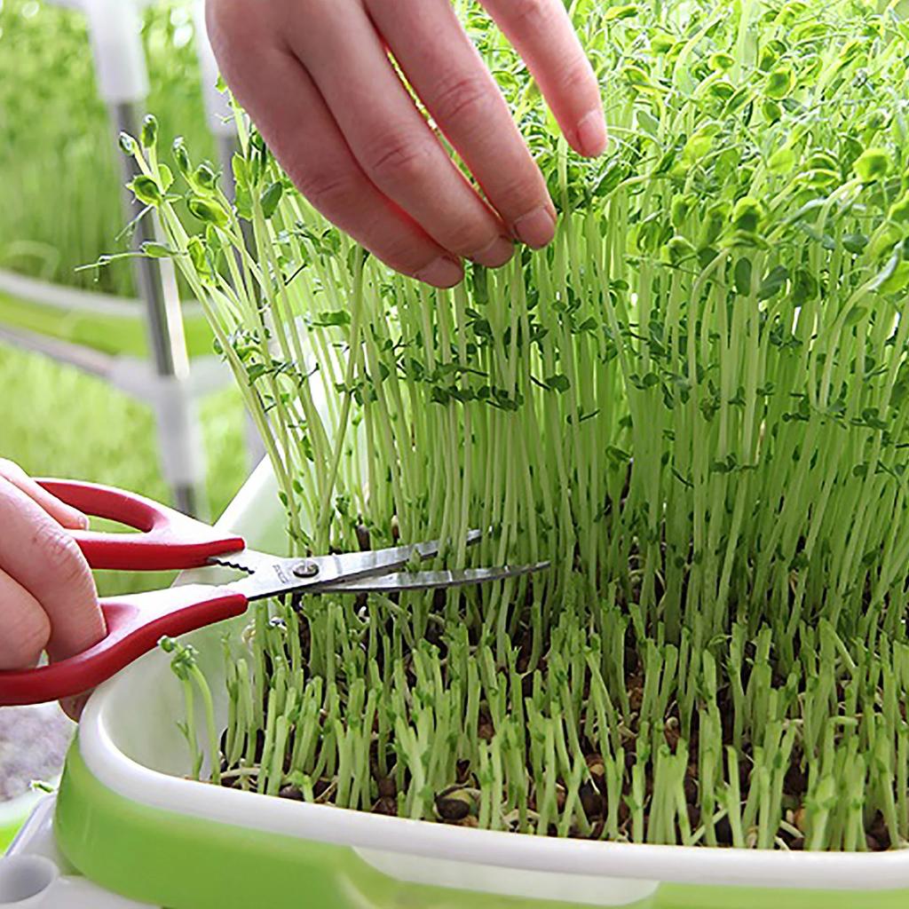Germination Tray Seed Germination Tray Seedling Tray Wheatgrass Seed Planting Soilless Cultivation Planting Pot