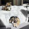 Indoor Plush Cat Bed With Tunnel For Cats Multifunctional Cat Tunnel Bed With Peephole Fluffy Donut Cat Bed With Tunnel