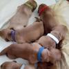 15 Colori Collari per Cuccioli da Parto Collari Identificativi Regolabili per Animali Domestici Fasce Morbide per Cani Neonato per Gatto Gattino 3 Misure