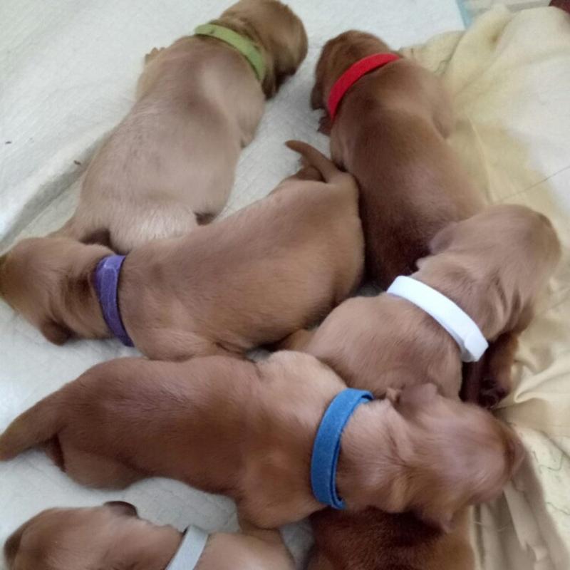 15 Colori Collari per Cuccioli da Parto Collari Identificativi Regolabili per Animali Domestici Fasce Morbide per Cani Neonato per Gatto Gattino 3 Misure