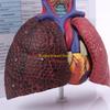 W89C Model de Plămân Uman la Dimensiune Naturală Anatomie a Sistemului Respiratoriu pentru Resurse Științifice Studiu Afișare Predare Prea