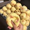 Crunchy Squishy Potato Handmade Ball Crispy Sound Squeeze Toy Round Blocks Filled Stress Relief Fidget Toy Festival Gifts Adult