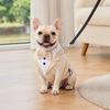 Complete Pet and Leash Set for Everyday Walking , Training and Outdoor Adventures