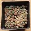 Rare Lithops Succulent Pot: Diverse Colors & Varieties