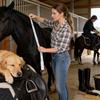 Equestrian Horse Weight & Height Tape Measuring Ruler for Body Condition, Stable Ranch Farm Tool, Racing Health Care Equine