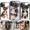 Animal Chihuahua Phone Case Cover For iPhone 17 Air 15 16 14 13 12 Pro Max 11 Pro Max Plus Coque Shell
