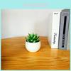 Artificial Succulent Plant Container With Injection Molded Pvc For Living Room Decoration
