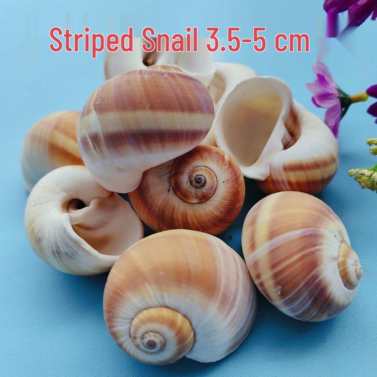 Conch Shells & Starfish for Hermit Crabs: Aquarium Decor & Drift Bottle Accessories