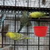 12pcs Feeder Cage Cups Hanging Chicken Water Cups Bowl with Hooks Rabbit Food Plastic Feeding Watering Supplies Pigeon Poultry
