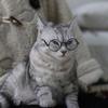 Cat Eye-wear Photos Props Accessories Cosplay Glasses Clear Lens Round Funny Clear Lens Round Glass Gift for Pet Puppy