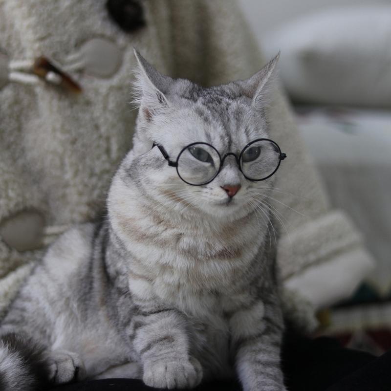 Cat Eye-wear Photos Props Accessories Cosplay Glasses Clear Lens Round Funny Clear Lens Round Glass Gift for Pet Puppy