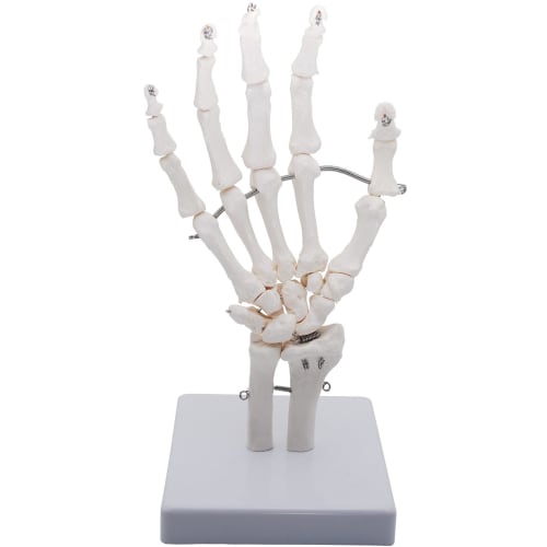 Monolife Hand Joint Model, Hand Skeleton Model, Educational Model, Right Hand, Wrist, Articulated Type
