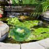 Simulation Artificial Floating Water Lotus Leaf Frog Amimal Pond Fish Tank Decoration