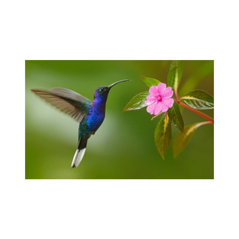 Posters and Prints with Hummingbird, Canvas Painting, Birds, Animals, Cuadros, Wall Art Paintings for the Living Room, Modern Home Decor,