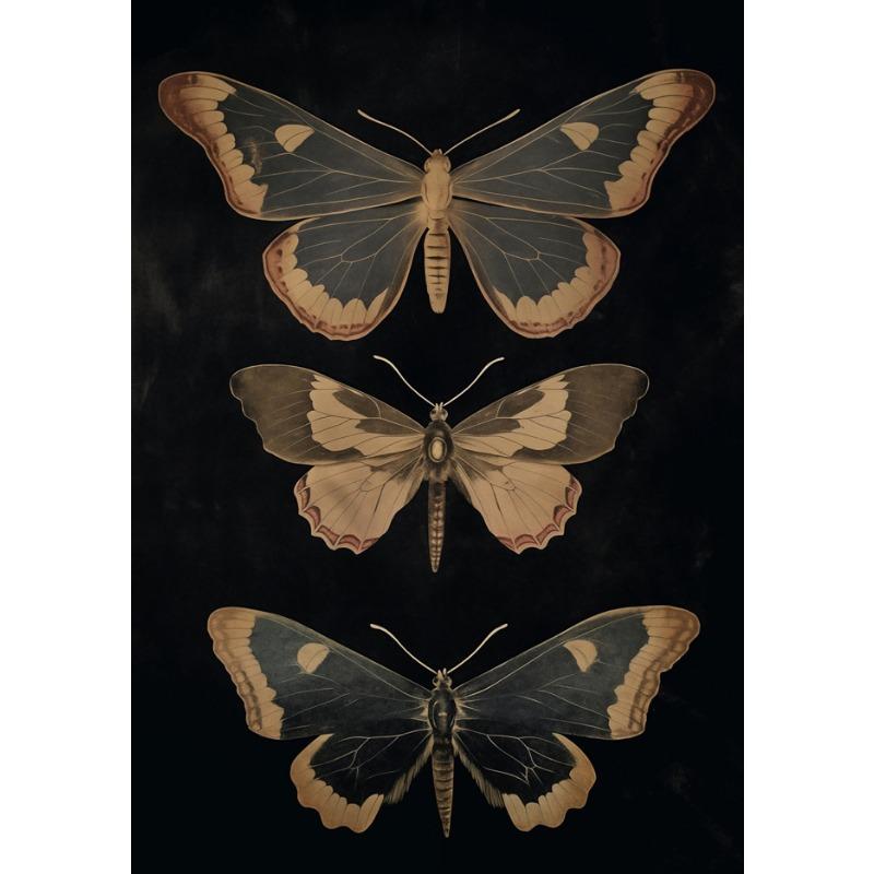 Vintage Dark Academia Moths Victorian Gothic Insect Illustration Art Posters Canvas Painting Wall Prints Picture Room Home Decor