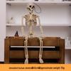 Halloween Human Skeleton Decoration for Party and Scene Layout
