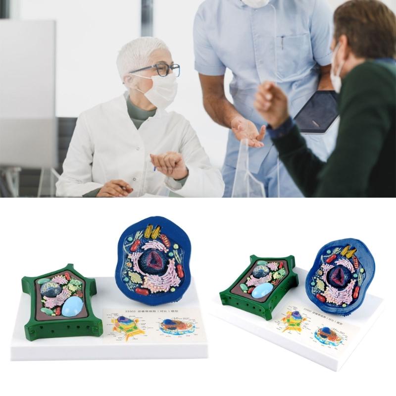 Education Animal Plant Cell Model With Detacheable Parts Anatomical Animal Plant Cell Model for Teaching Demonstration
