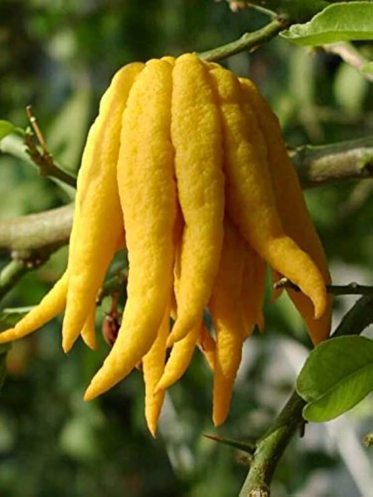 לימון יד בודהה - Citrus Medica Sarcodactylus 10 זרעים טריים