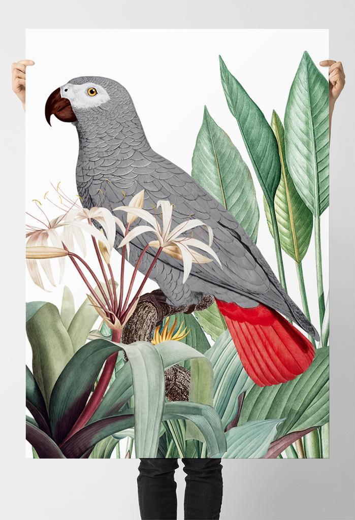 Poster Grey Parrot Plants