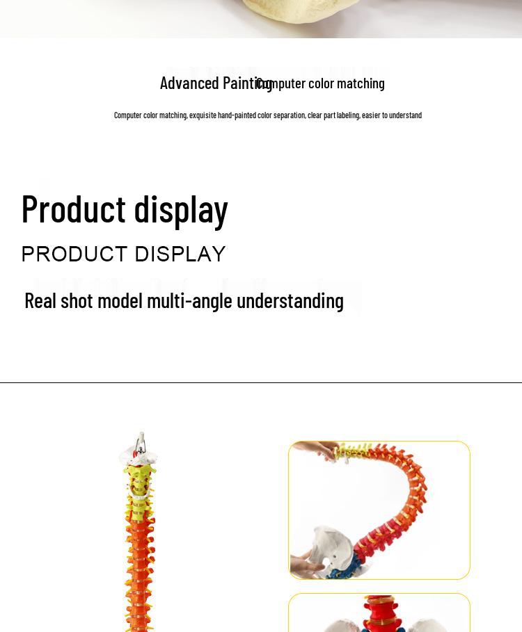 Adult 1:1 Human Spine Model for Chiropractic Practice - Cervical, Lumbar, and Skeleton Display