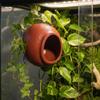 Suction Cup Reptile Hideouts Egg Shaped Climbing Habitat Safe Terrarium Decoration  Gecko Habitat