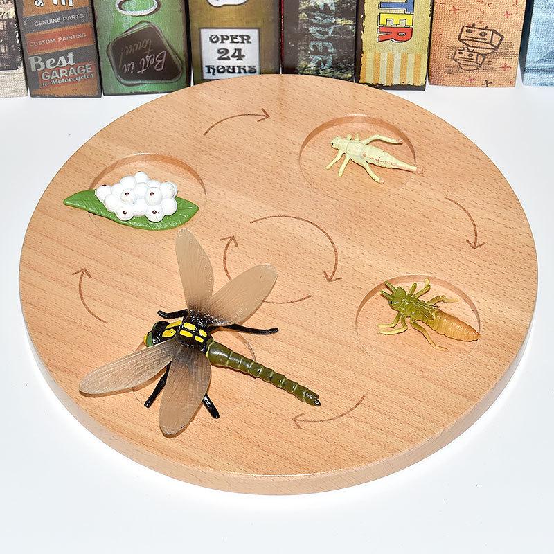 Montessori Plant & Animal Life Cycle Educational Toy Set for Early Learning
