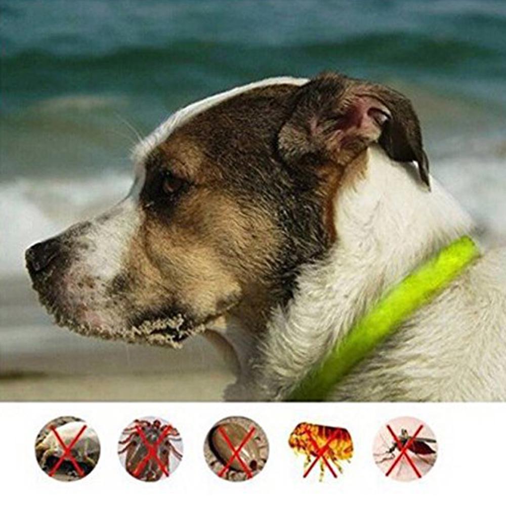 long term flea collar