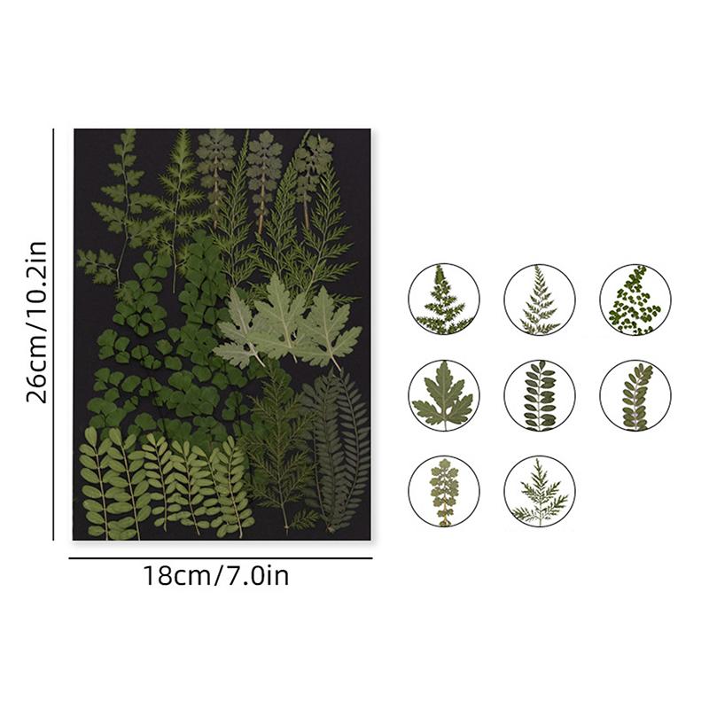 Dry Embossed Flower Diy Hand-Drop Glue Photo Frame Decorative Real Flower Plant Specimen Dried Flower Materials