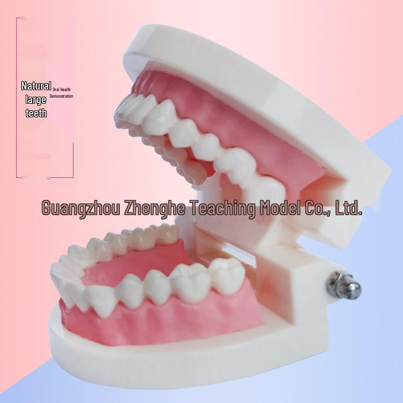 Children s Dental Teaching Model & Toothbrushing Toy 1:1 Natural Size