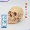 15-Part Detachable Human Skull Model for Art and Study