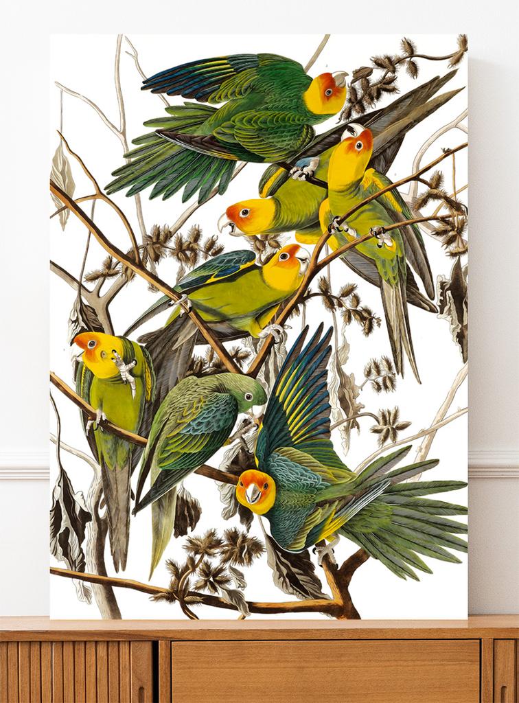 Plakat papugi retro vintage plakaty