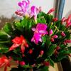 Decorațiuni pentru casă – Flori decorative şi coroane de flori