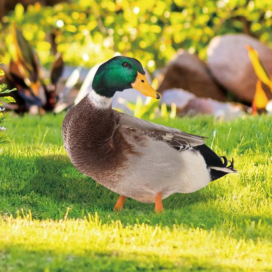 Dekoracja Kaczka Realistyczna Żywa Ozdobna Dwustronny Nadruk Rustykalna Akrylowa Statua Ogrodowa Drobiu na Podwórko