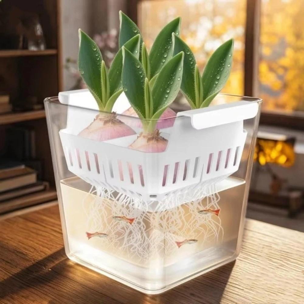 4 Grids Water Culture Planter Clear Tulip Bulb Planter Corm Plant Growing Pots Balcony Planting